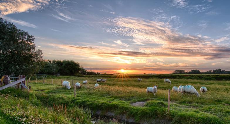 日落时分，羊群在牧场上吃草